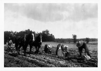 Photograph of farmers harvesting root vegetables by hand, and a horse drawn plow.